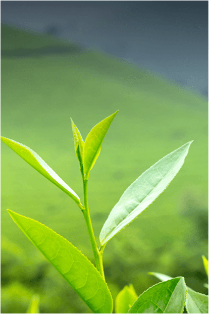 TEA RANGE - Premium Ceylon Tea